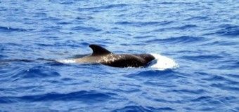 Avistaje de ballenas Calderones en Tenerife