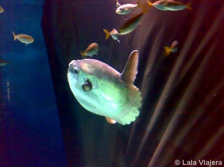 Acuario de Gijon, Asturias
