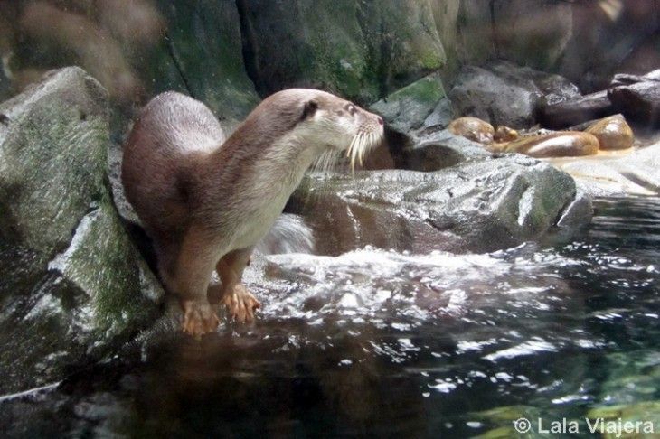 Acuario de Gijon, Asturias