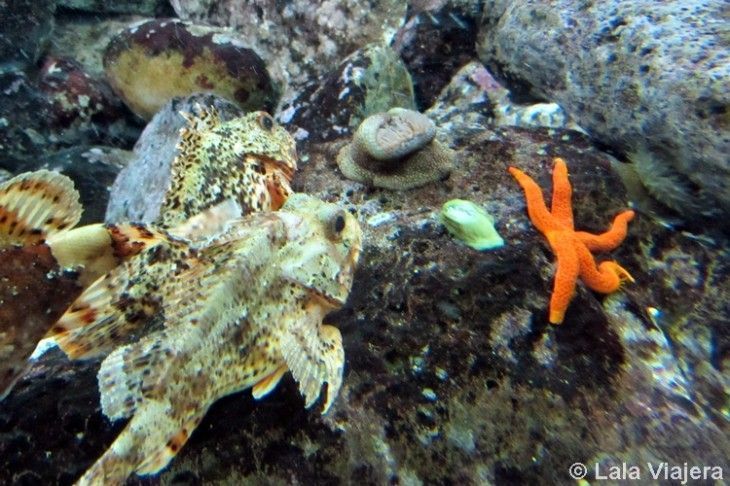 Acuario de Gijon, Asturias