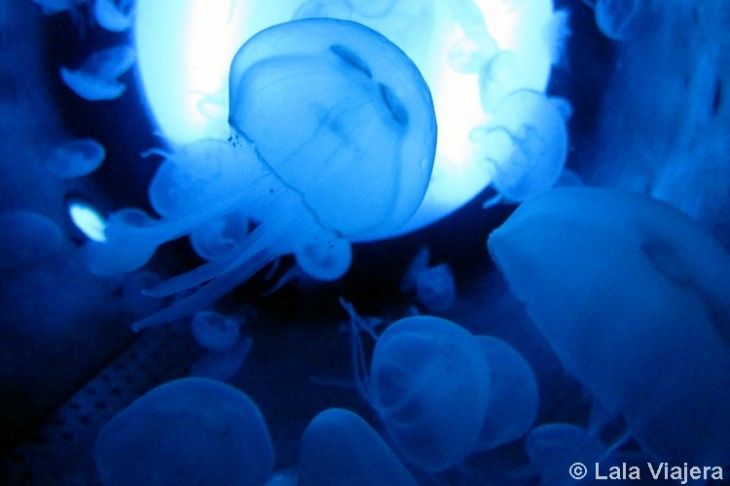 Acuario de Gijon, Asturias
