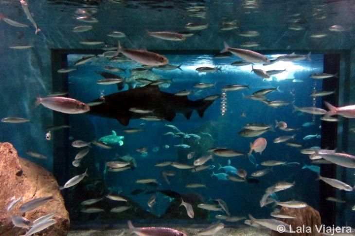 Acuario de Gijon, Asturias