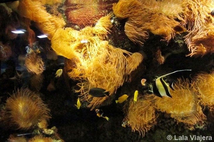 Acuario de Gijon, Asturias