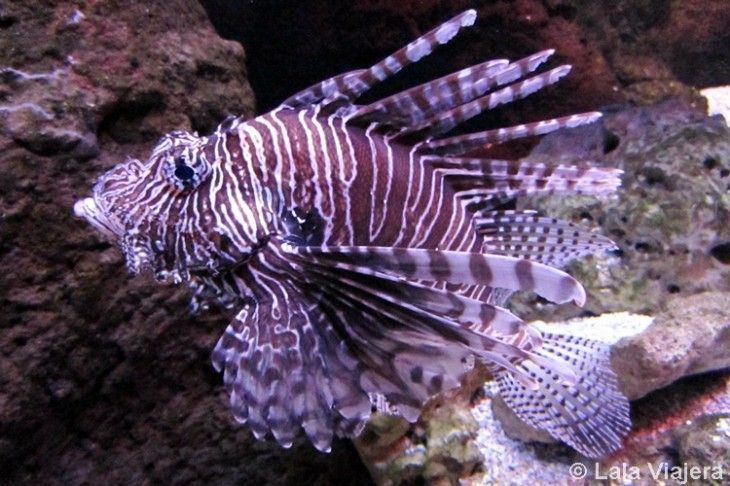 Acuario de Gijon, Asturias