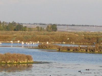 marismas isla cristina