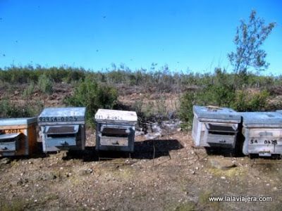 Abejas Africanas, Parque Natural Tajo Internacional
