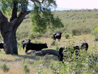 Vacas Parque Natural Tajo Internacional