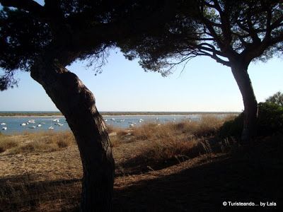 enebrales punta umbria, huelva
