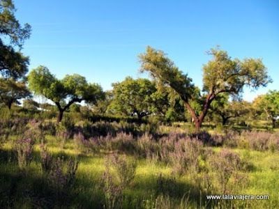 Alcornoques y Jaras, Parque Natural Tajo Internacional